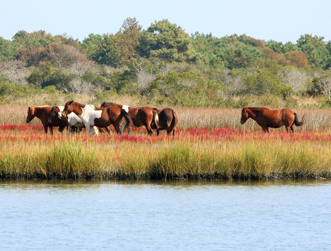 Daytrip: Assateague Island, MD