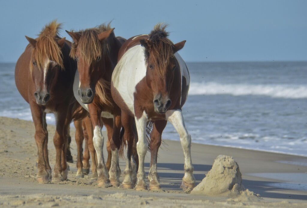 Assateague Island - photo by Karasuva