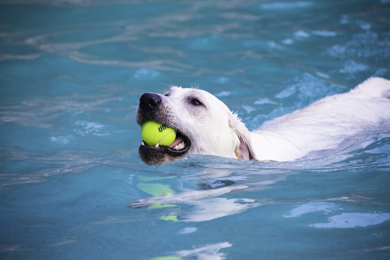Pooch Pool Party