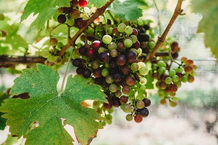 Daytrip: From Wine Taster to Oenophile